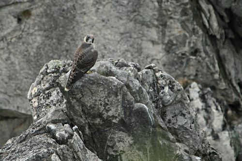 Po oputn hnzda, foto T.Mark